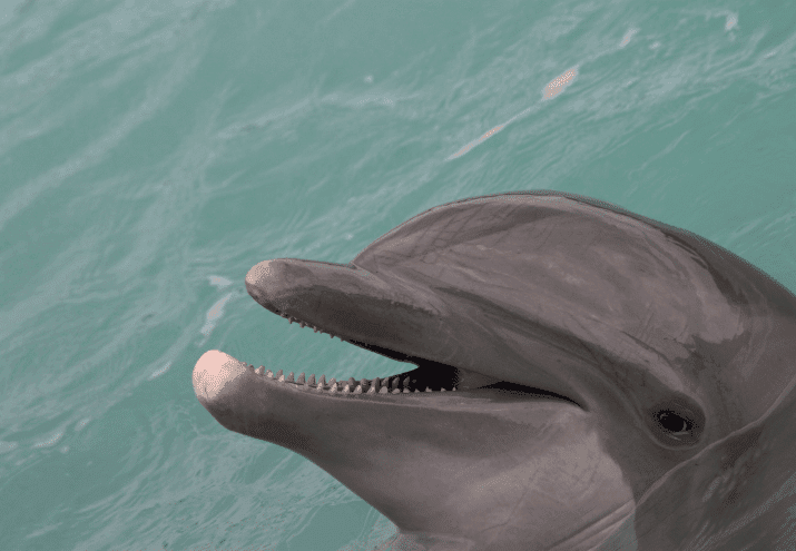 Quais os mamíferos marinhos da fauna portuguesa?