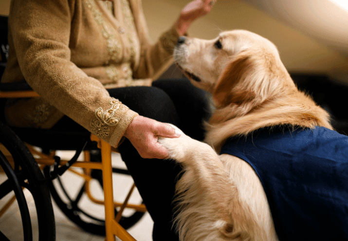 Como trabalhar na área de Terapia Assistida por Animais (TAA): Um Guia Completo