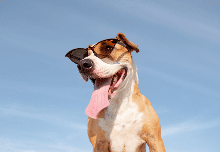 Dicas para melhorar o bem-estar do seu cão