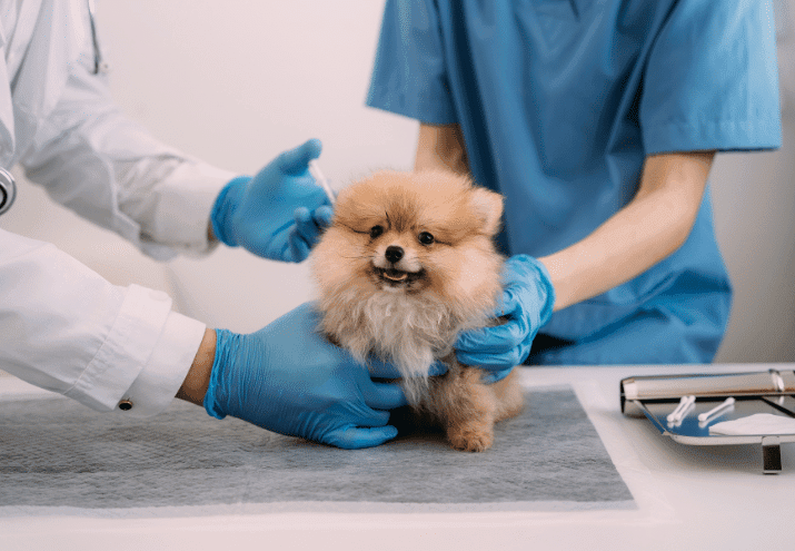 O que é a esterilização de cães e gatos?