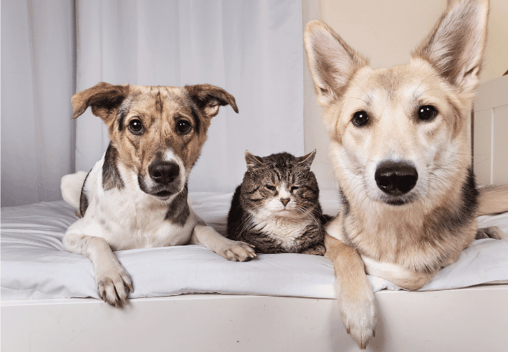 Quais as regras para ter animais de estimação em apartamentos?