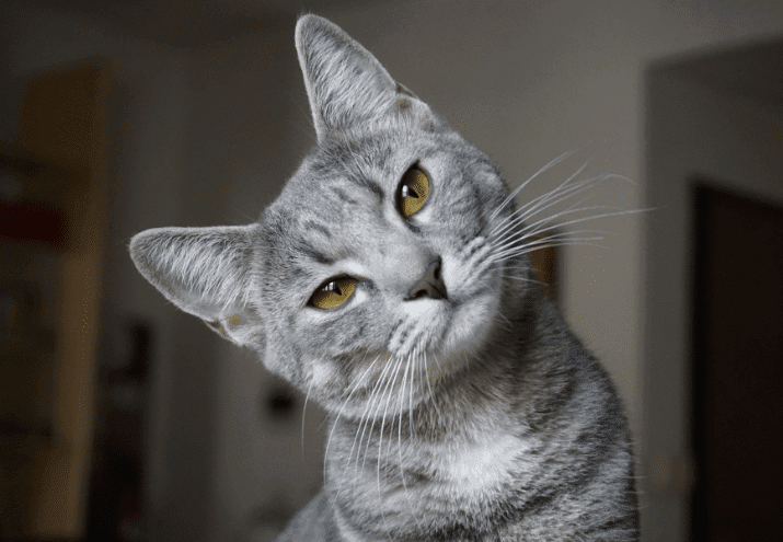 Quanto custa ter um gato?