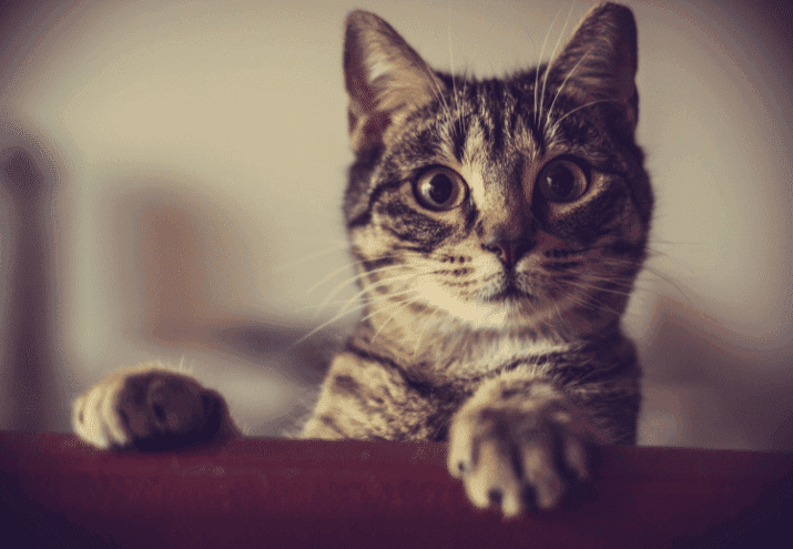 Dicas para Melhorar o Bem-Estar do Seu Gato