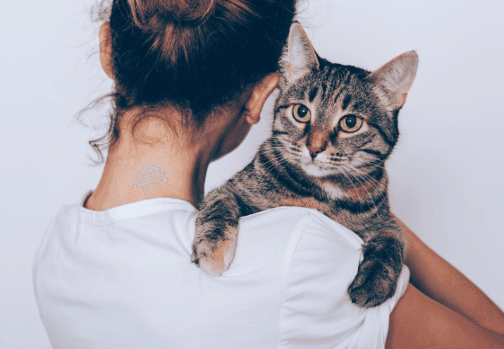 Como funciona o processo de adoção de um cão ou gato?