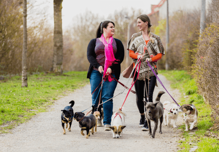 Pet sitter: o que é e o que faz?