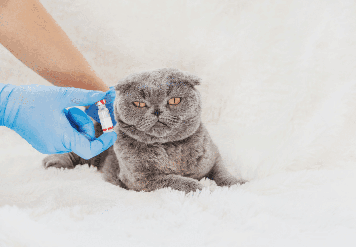 Qual a importância da vacinação em cães e gatos?