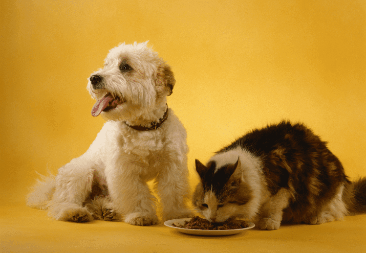 Alimentação natural para cães e gatos: vale a pena?