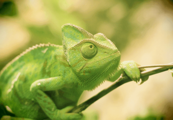 Animais de estimação pequenos e de baixo custo: conheça algumas opções