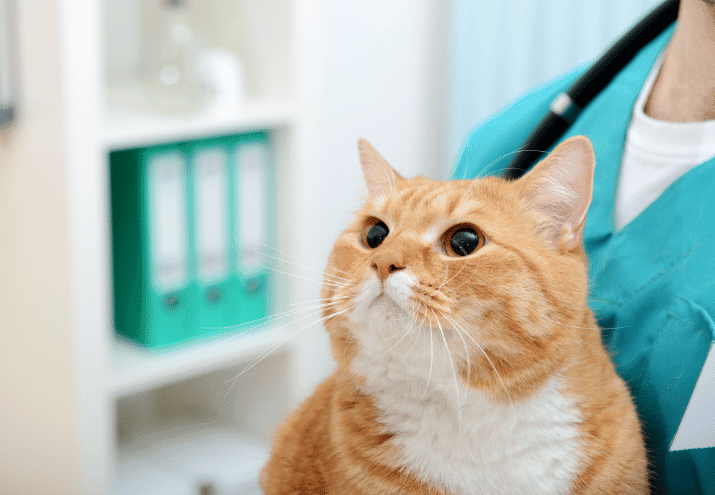 Doenças comuns em cães e gatos e como preveni-las