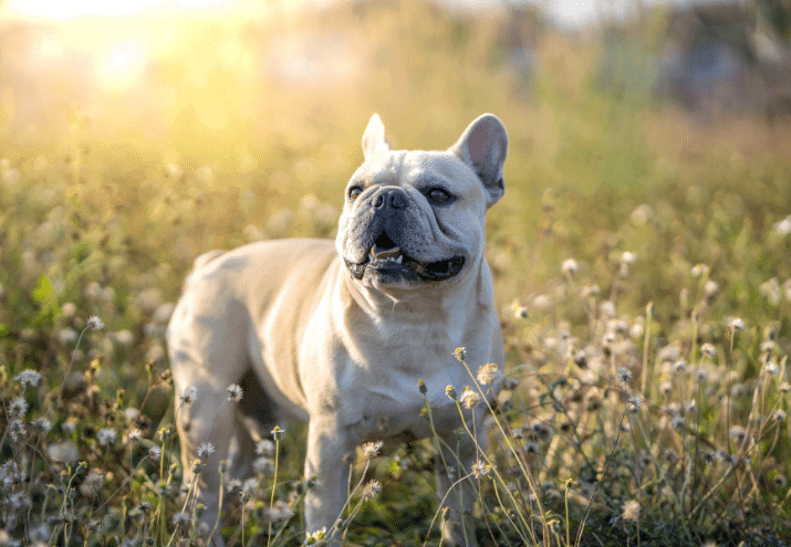 Quais as raças de cães mais populares em Portugal?