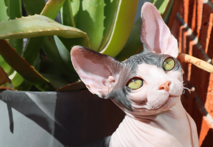 Raças de gatos mais populares entre os portugueses