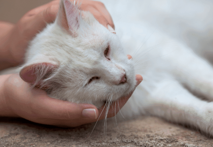 Primeiros socorros para animais de estimação: o que fazer em emergências