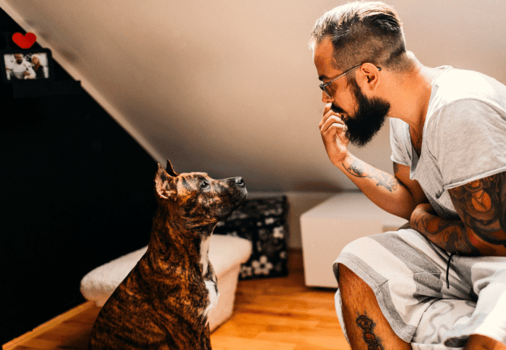 Entender a Linguagem Corporal do Cão