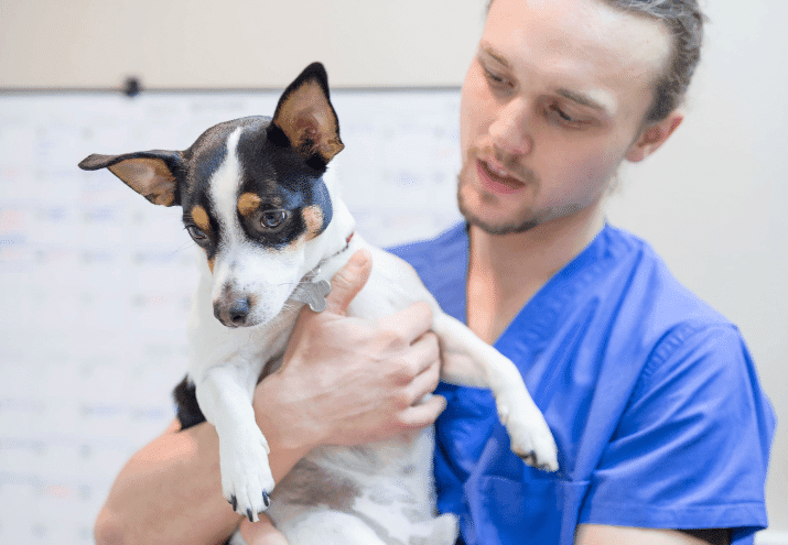 Razões para Seguir Carreira como Auxiliar de Veterinária