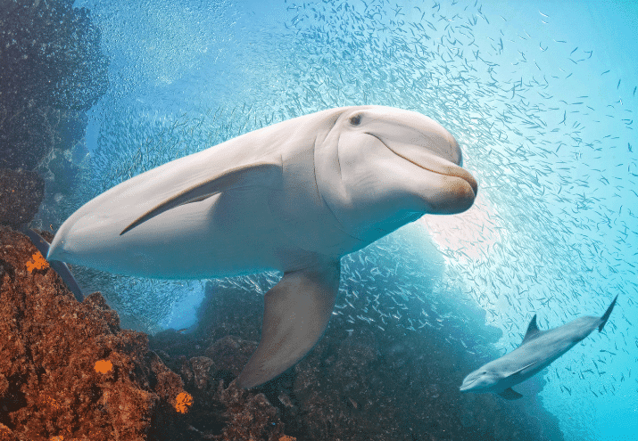 5 Razões Para Seguir Carreira com Animais Marinhos