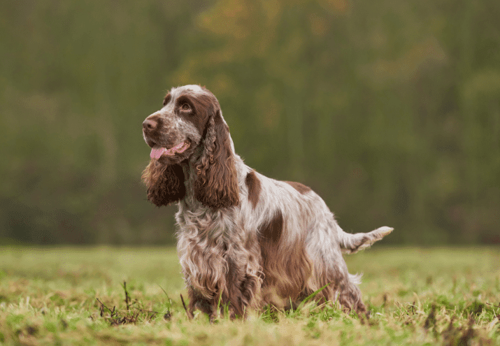 Quais São as Raças de Cães Que Mais Requerem Serviços de Grooming?