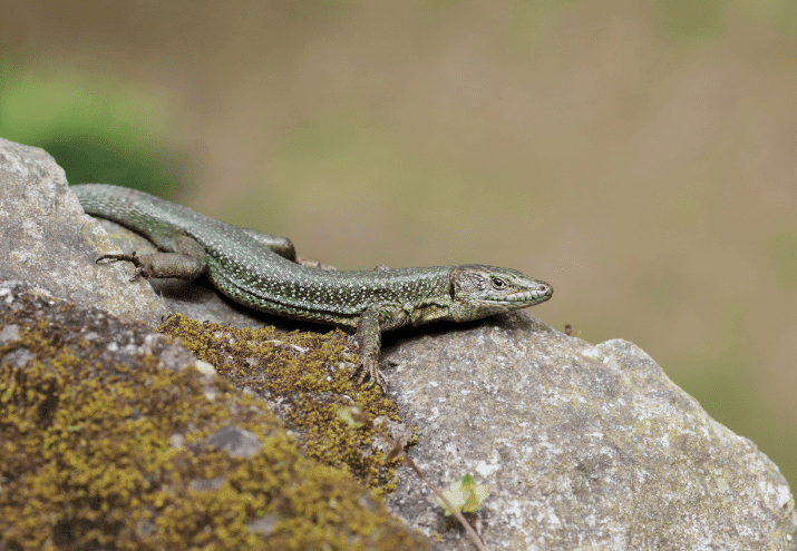 Animais Endémicos de Portugal: Espécies que Só Encontramos Cá