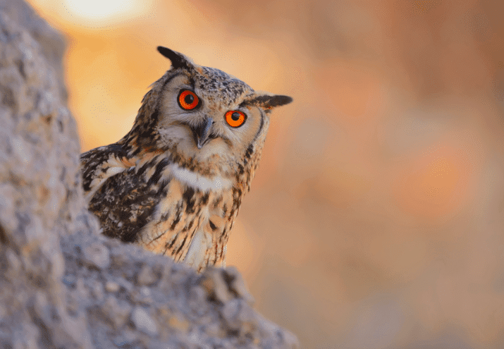 Fauna Noturna Portuguesa: Mamíferos e Aves que Poucos Conhecem