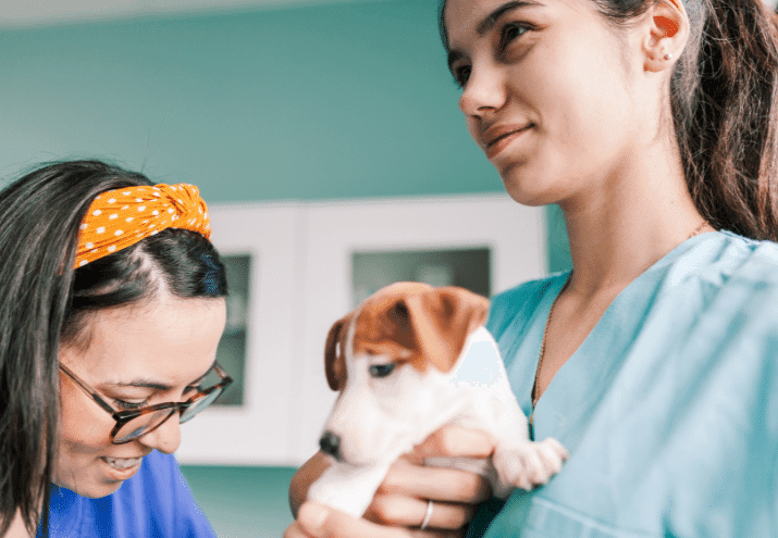 Rotina de Trabalho Numa Clínica Veterinária: O Papel do Auxiliar em Cada Etapa