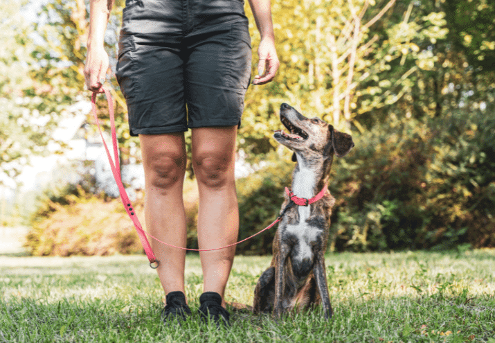 A Comunicação Não Verbal no Treino de Cães: Como os Cães “Leem” o Treinador