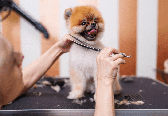 Como Lidar com Animais Nervosos ou Medrosos Durante a Tosquia
