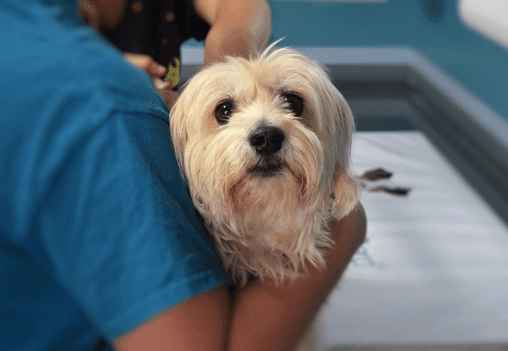 Como o Auxiliar de Veterinária Pode Ajudar em Campanhas de Adoção e Esterilização