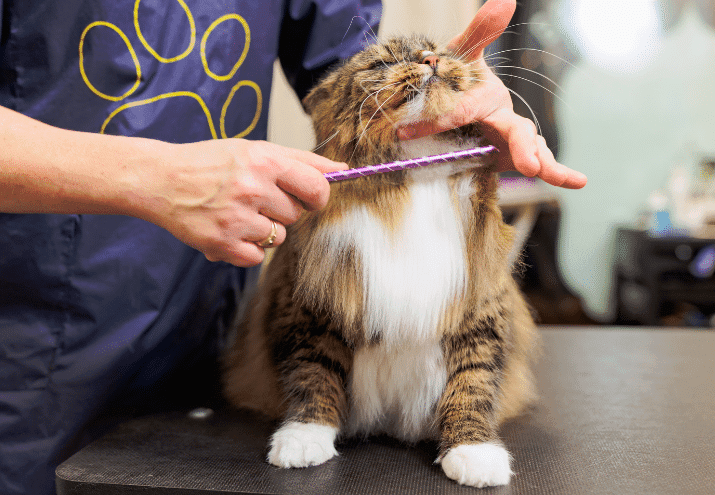 Marketing para groomers: como promover os teus serviços nas redes sociais