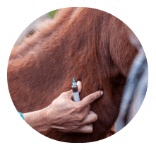 Cursos de Veterinária: Especializa-te no(s) que mais adoras!
