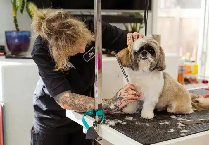 Trabalhar com Animais Idosos: Cuidados Específicos no Grooming