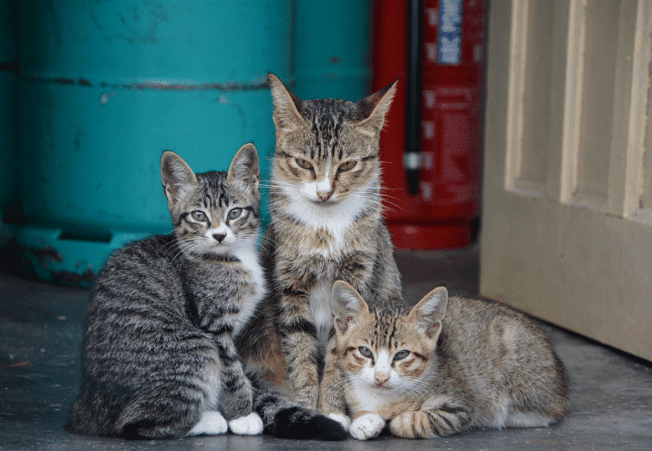 Como Apoiar Abrigos e Associações de Animais sem Necessariamente Adotar