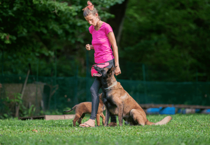 Como Montar o Teu Próprio Negócio como Treinador de Cães