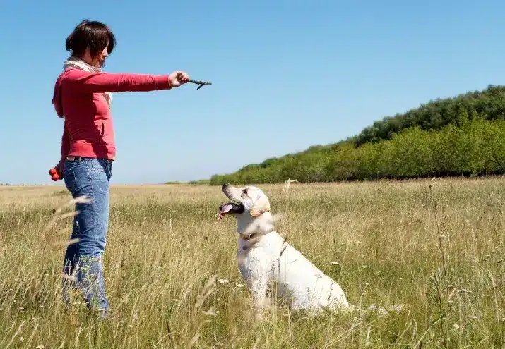 Técnicas de Reforço Positivo: Por Que São Tão Eficazes no Treino Canino?