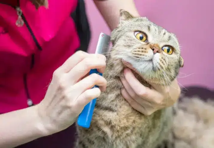 Tosquia em Gatos: O Que Muda em Relação ao Grooming Canino?