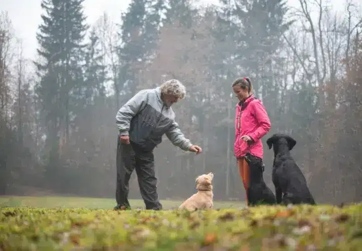 Trabalho com Tutores: Como Educar os Donos para o Sucesso do Treino