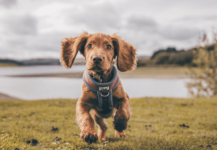 Etapas do Treino Canino: Do Filhote ao Cão Adulto