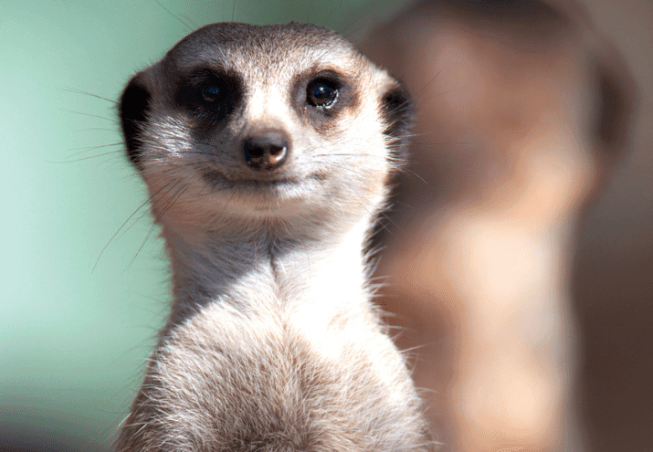 Enriquecimento Ambiental: Técnicas para Estimular o Comportamento Natural dos Animais em Cativeiro