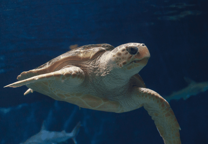 Habitat Marinho Português: Espécies-Chave, Zonas Protegidas e o Papel dos Técnicos de Animais Marinhos