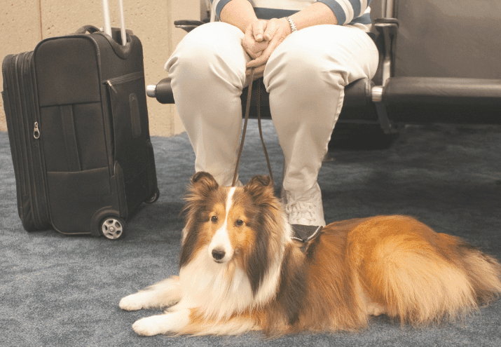 Como Preparar o Animal de Estimação para uma Viagem