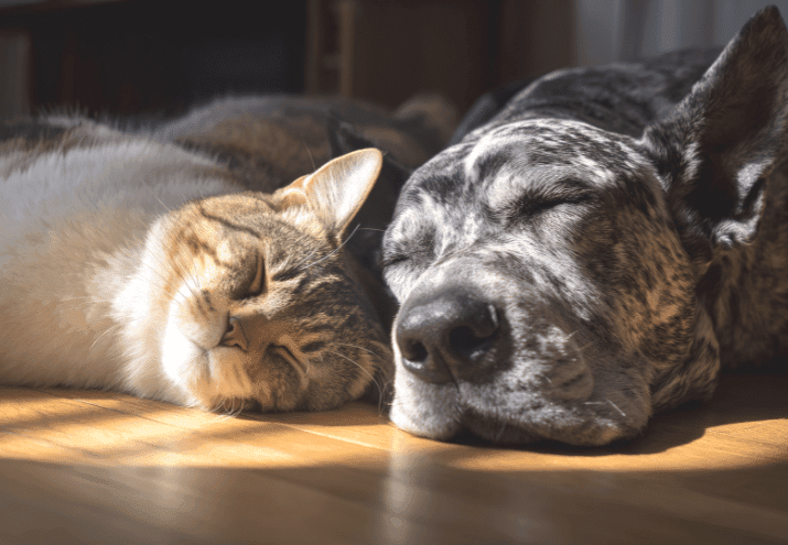 Como Reduzir a Ansiedade de Separação em Cães e Gatos