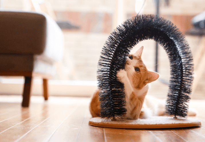 Como Enriquecer o Ambiente do teu Gato em Casa