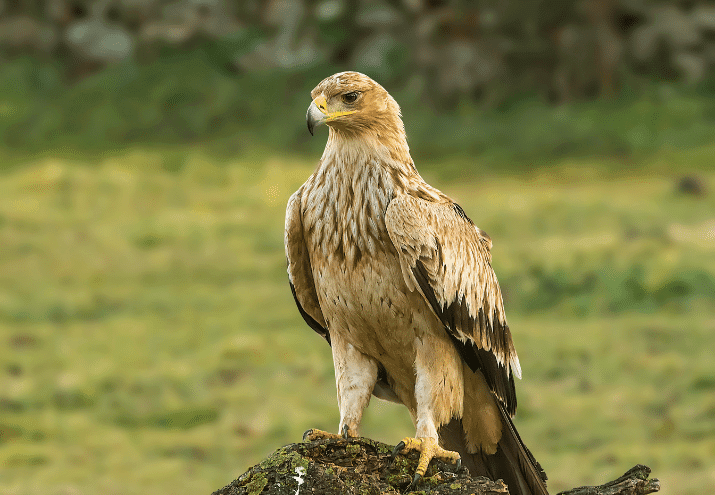 Reintrodução de Espécies em Portugal: casos de sucesso e papéis para profissionais de fauna