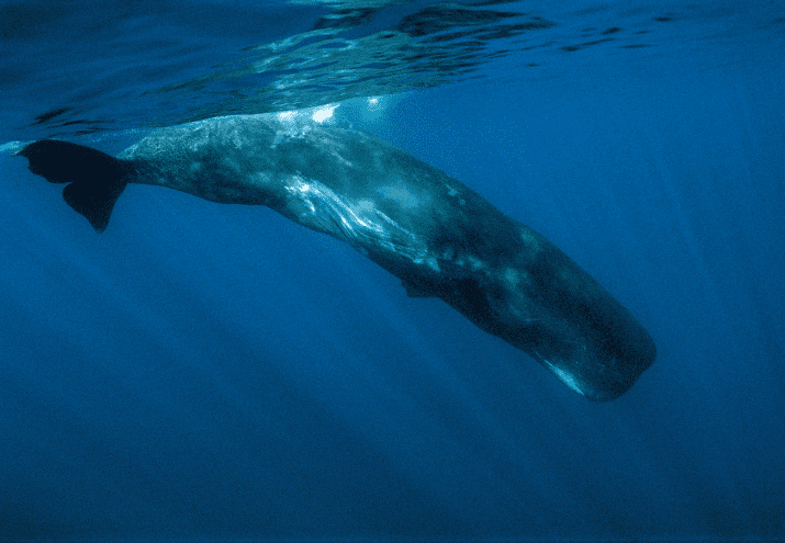 Ecoturismo e Observação de Fauna em Portugal: oportunidades de emprego e sensibilização ambiental