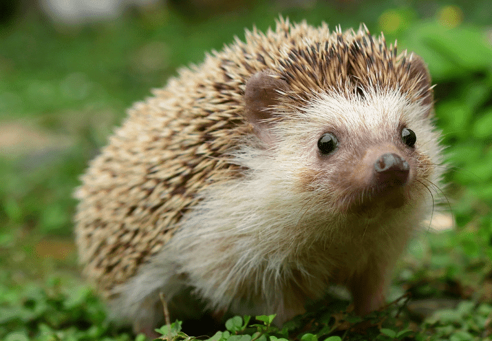 Fauna Urbana: Como a natureza se adapta à cidade e que ações podem fazer técnicos de animais urbanos