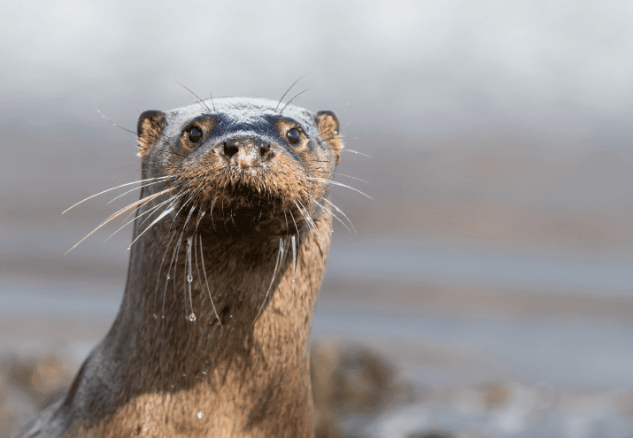 Equilíbrio Ecológico: o que é e por que é vital para todos os seres vivos