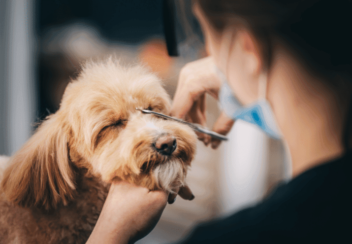 Como montar um kit básico de grooming: essenciais para iniciantes