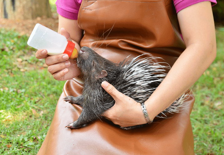 Comunicação e Trabalho em Equipa: A Realidade nos Bastidores de um Zoo