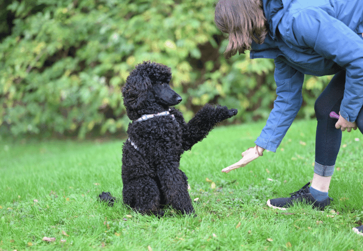 A Psicologia Canina no Centro do Treino: Entender para Educar