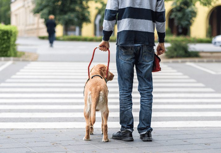 Cães de Assistência: os Cães que Mudam Vidas (e Como Se Tornam o Que São)