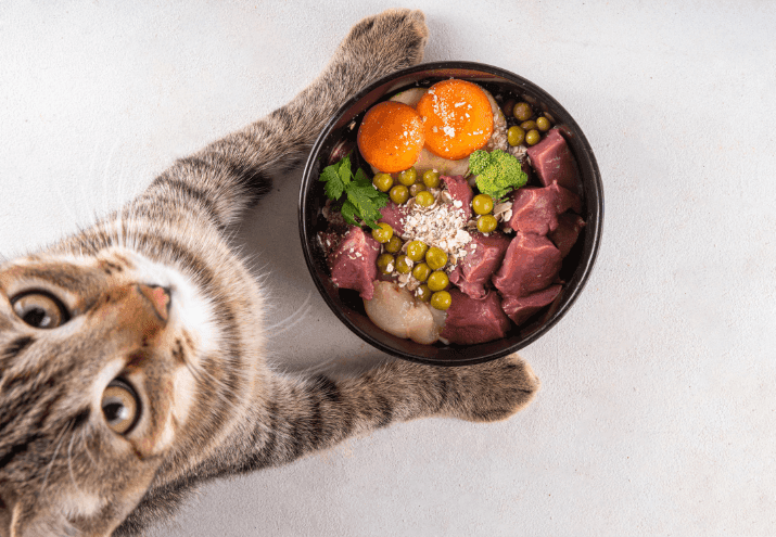 Erros comuns na alimentação de cães e gatos (e como evitá-los)