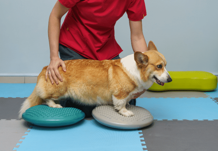 Reabilitação animal: o que faz um auxiliar de fisioterapia no dia a dia de uma clínica?